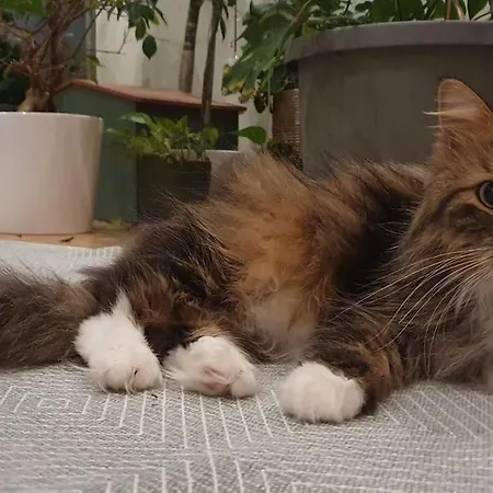 Private Room, Tomasjord - Apartamento *